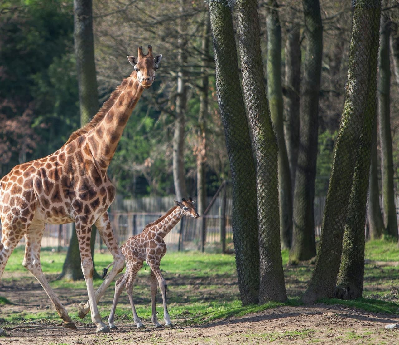 Safari de Peaugres: Entry Ticket - image 7