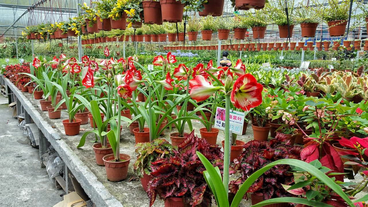 Tour a Cameron Highlands desde Kuala Lumpur - imagen 15