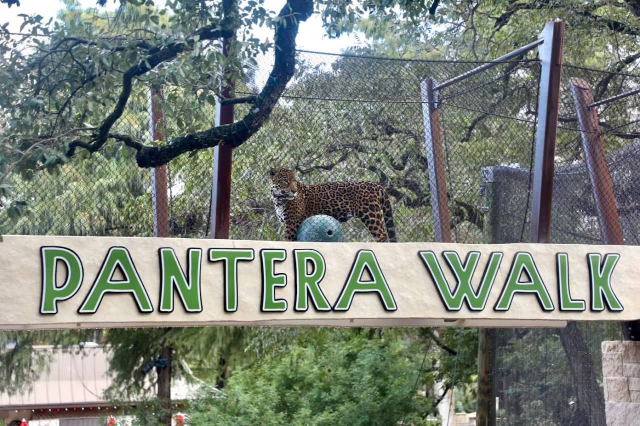 San Antonio Zoo Ticket - image 10