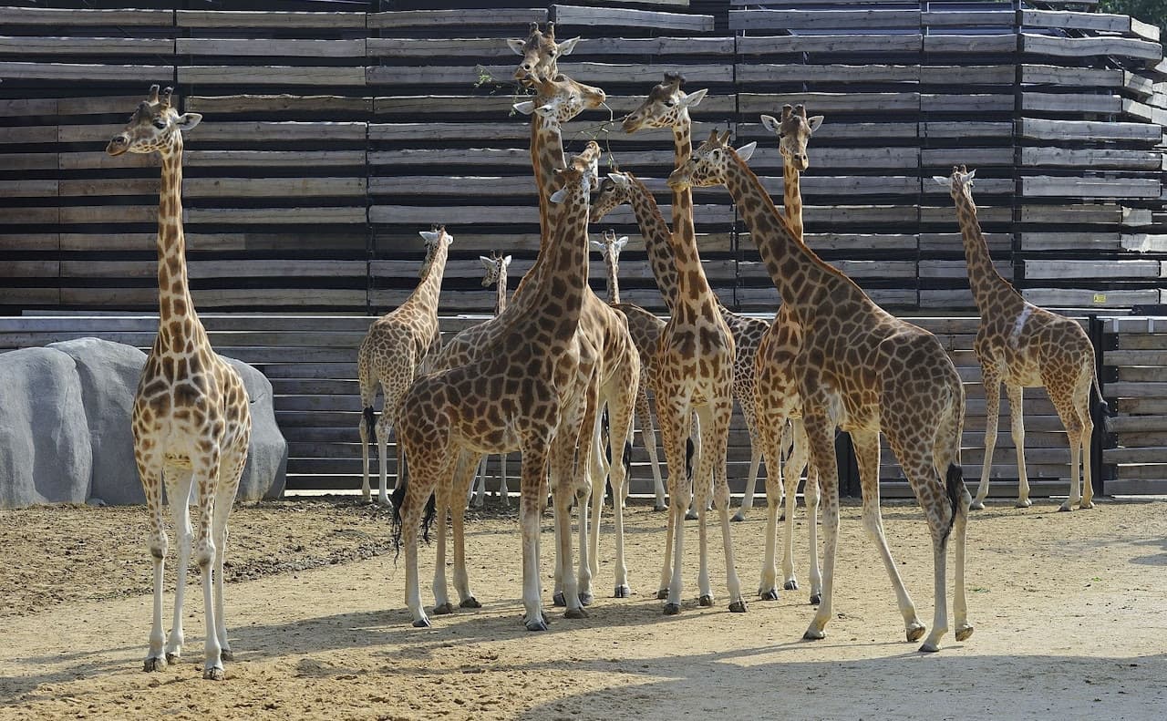 Paris Zoo (Parc Zoologique de Paris) - image 2