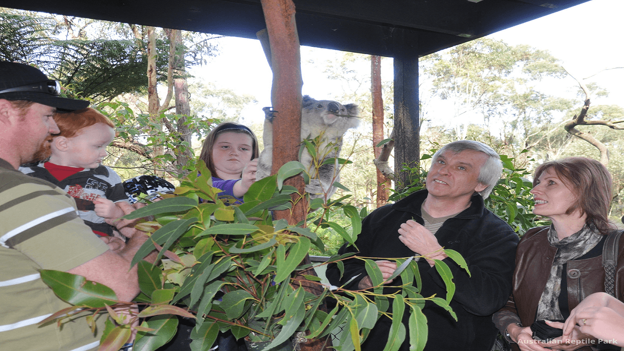 Australian Reptile Park - image 26
