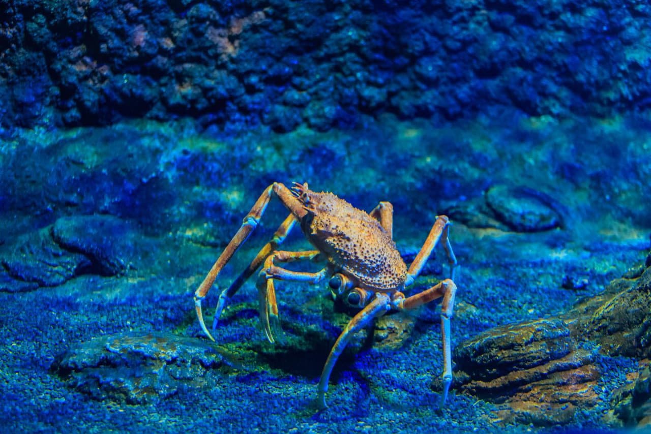 Entrada al National Aquarium Abu Dhabi - imagen 4
