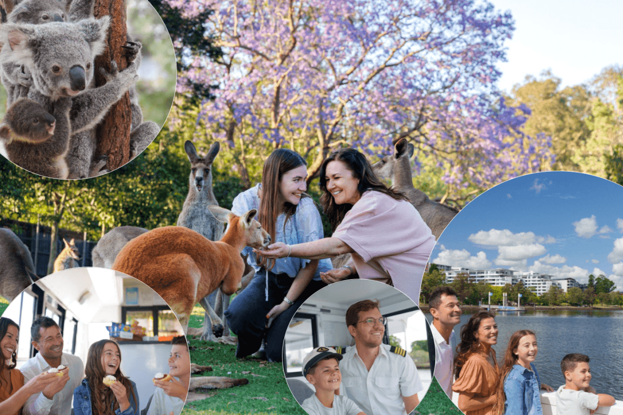 Lone Pine Koala Sanctuary Entry Ticket with Cruise from Brisbane City - main image