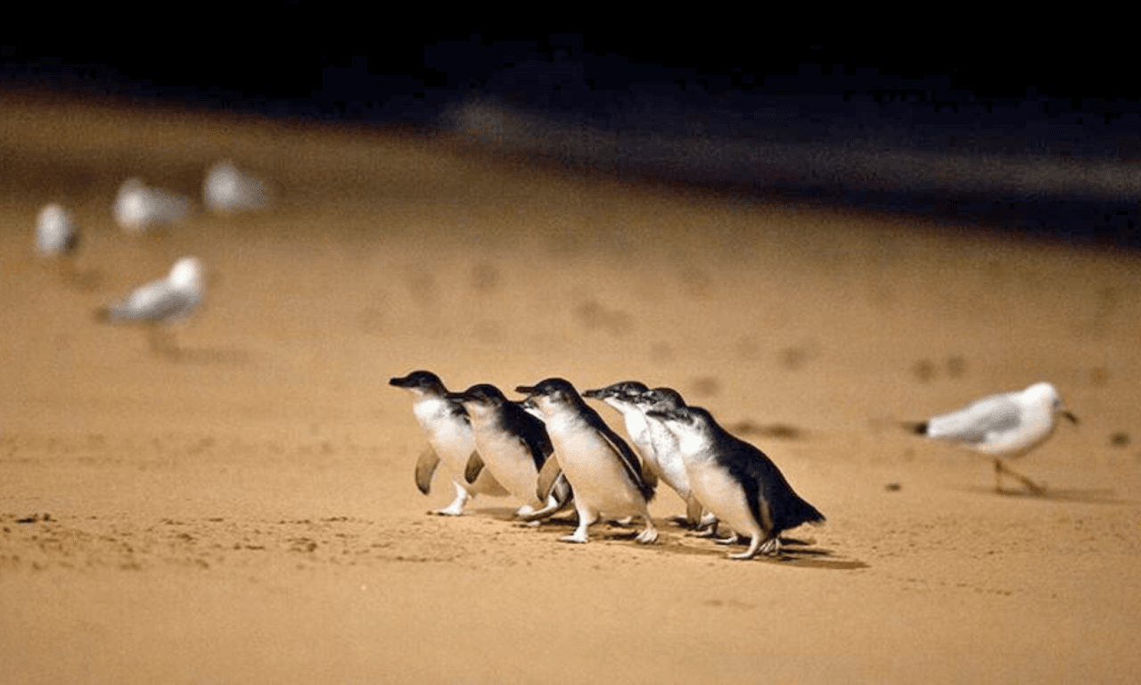 Penguins Express Tour from Melbourne - image 7