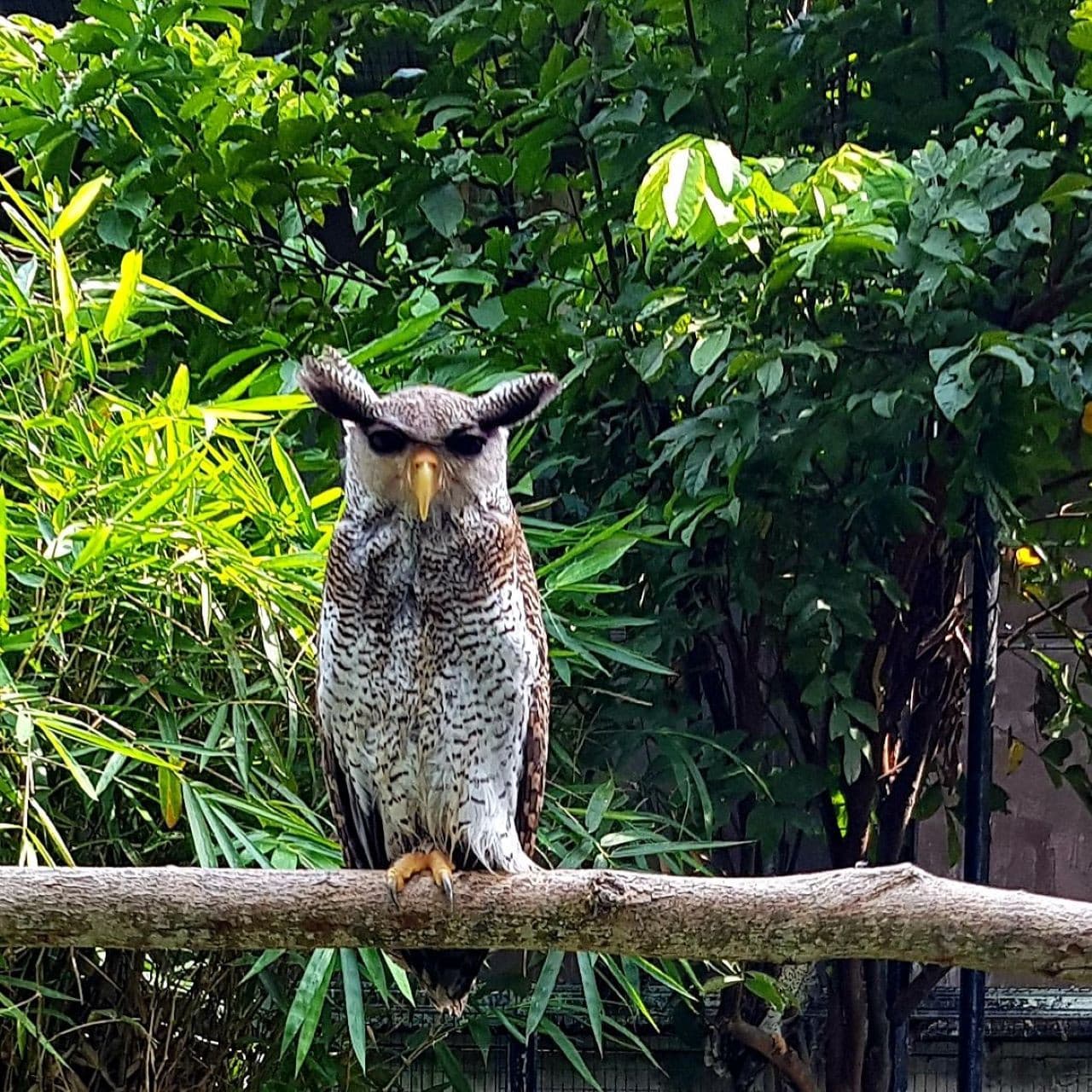 Penang Bird Park - image 8