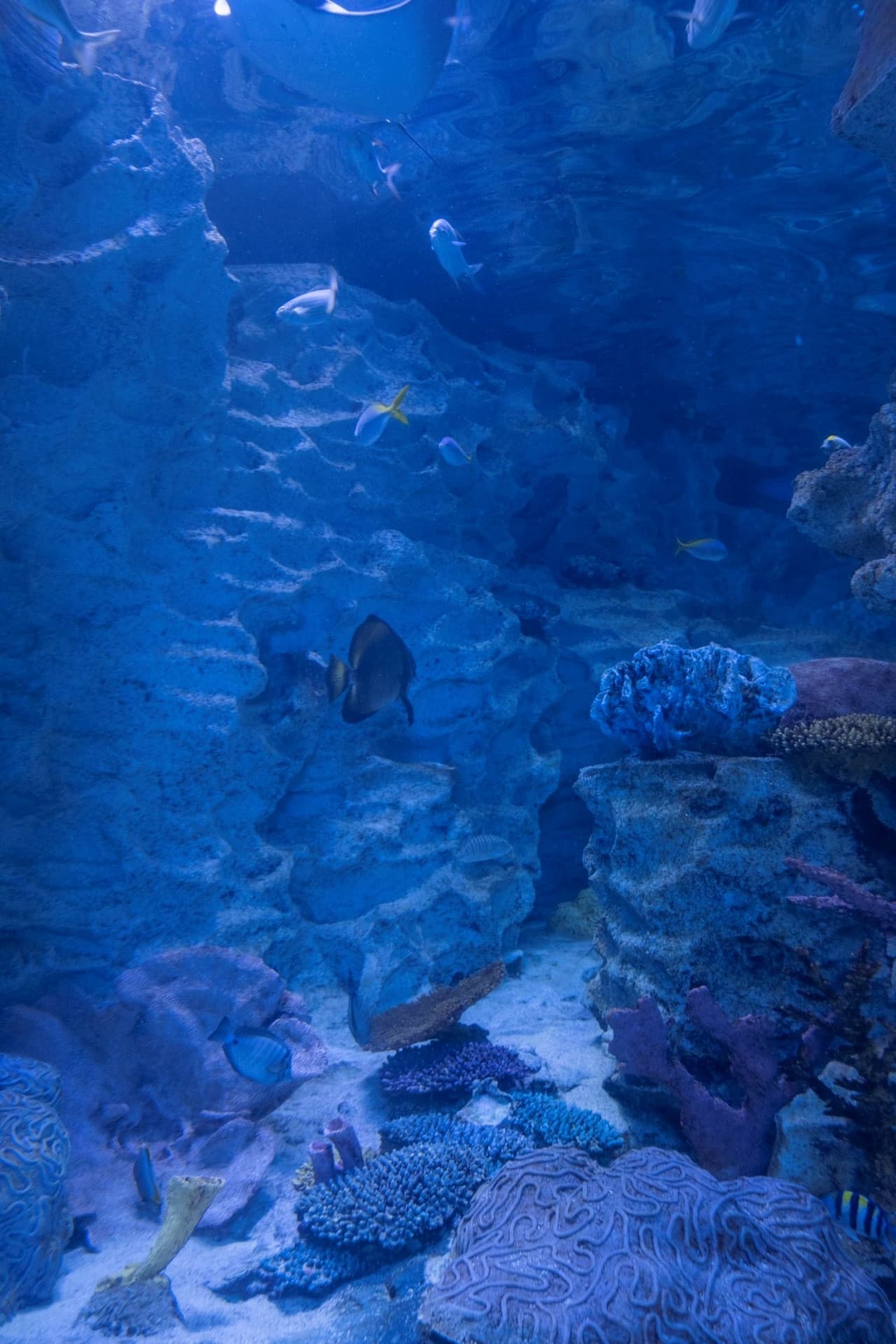 Emaar Aquarium and Underwater Zoo Ticket - image 6