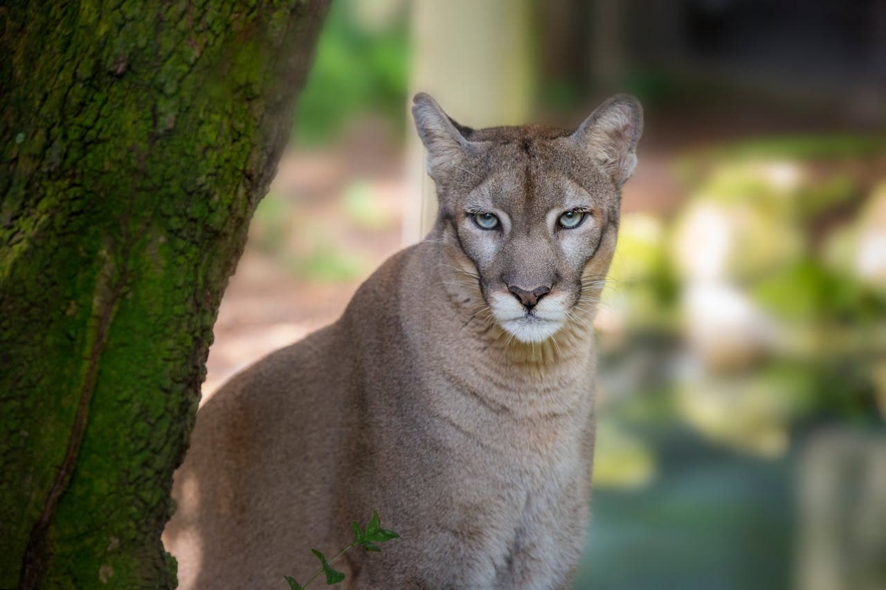ZooTampa at Lowry Park Ticket - image 10