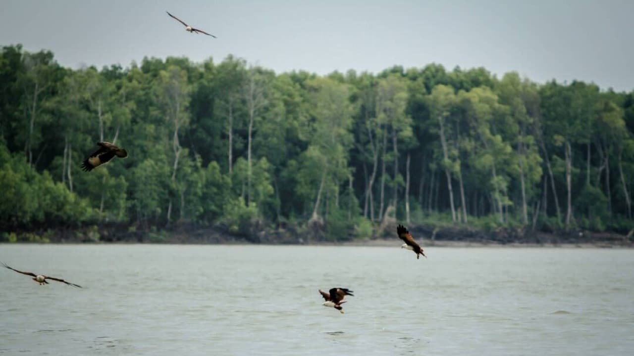 Eagle Watching Experience in Kuala Selangor - image 3