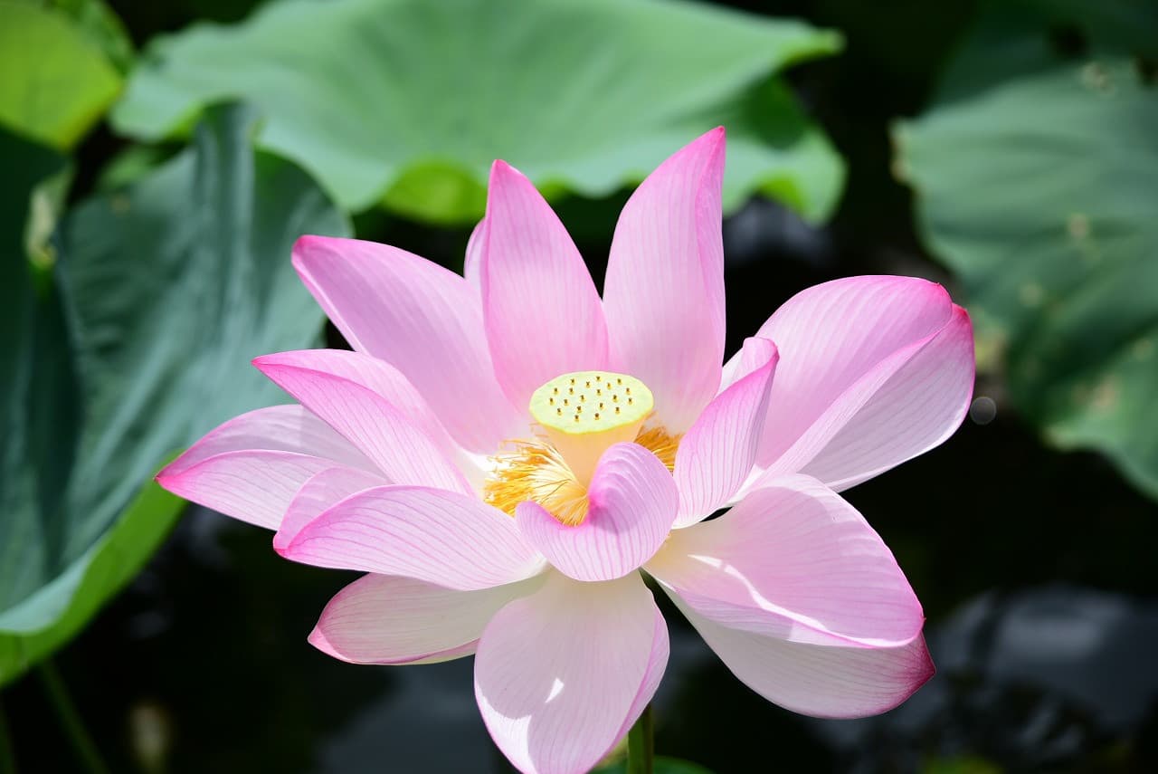 Okinawa Southeast Botanical Gardens - image 8