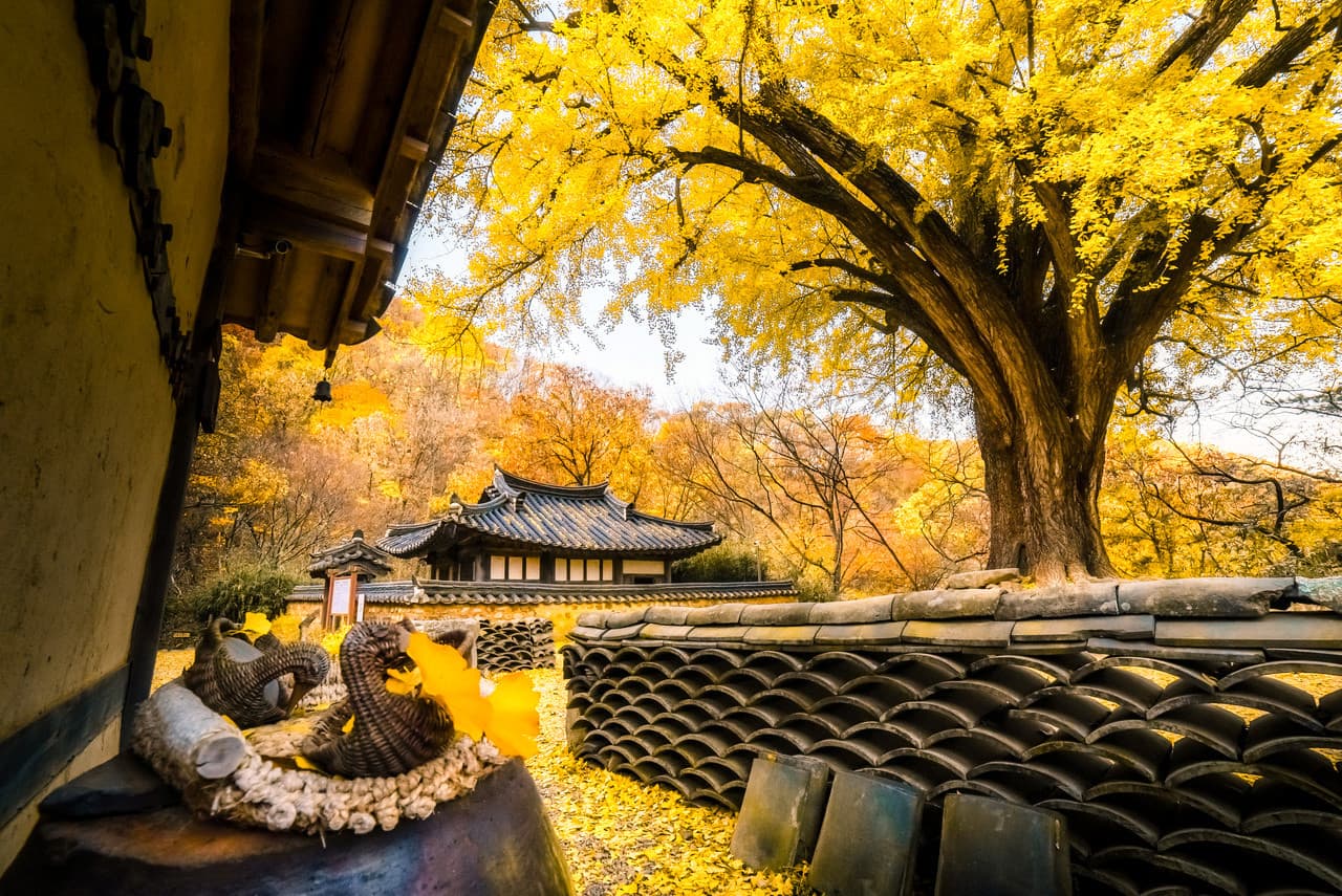 Gyeongju Autumn Foliage One Day Tour from Busan - image 10