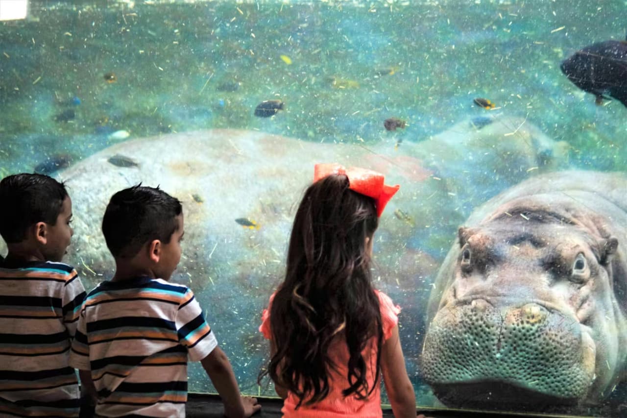 San Antonio Zoo Ticket - image 3