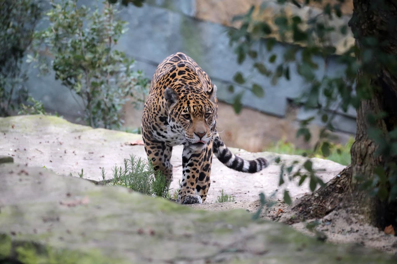 ARTIS Royal Zoo - image 6