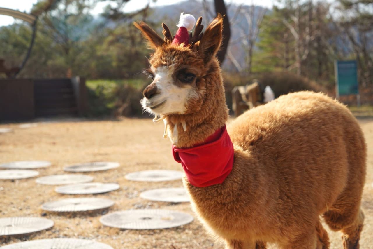 Alpaca World, Nami Island, and Garden of Morning Calm Tour from Seoul - image 3