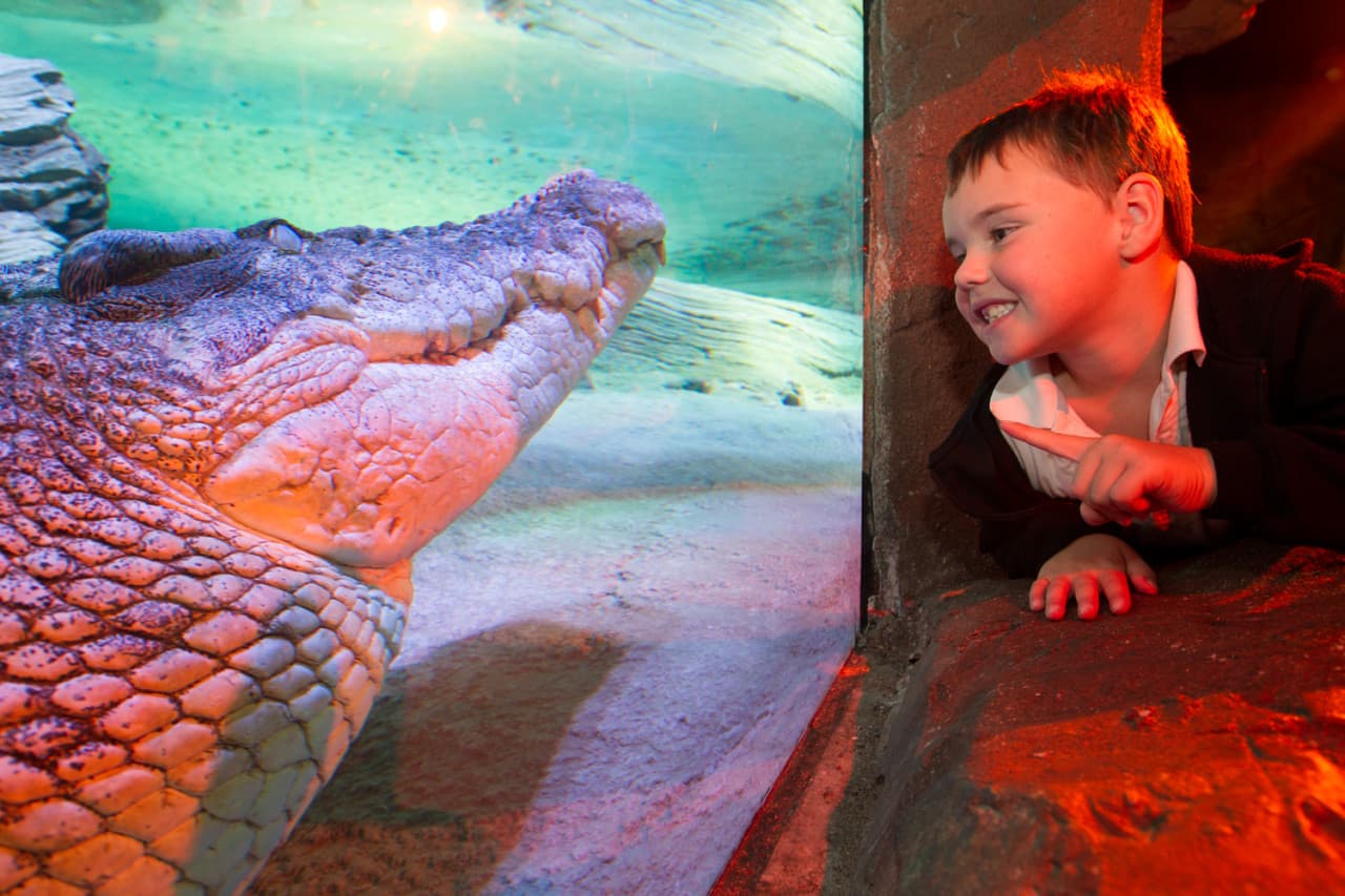 SEA LIFE Melbourne Aquarium Direct Entry Ticket - image 3
