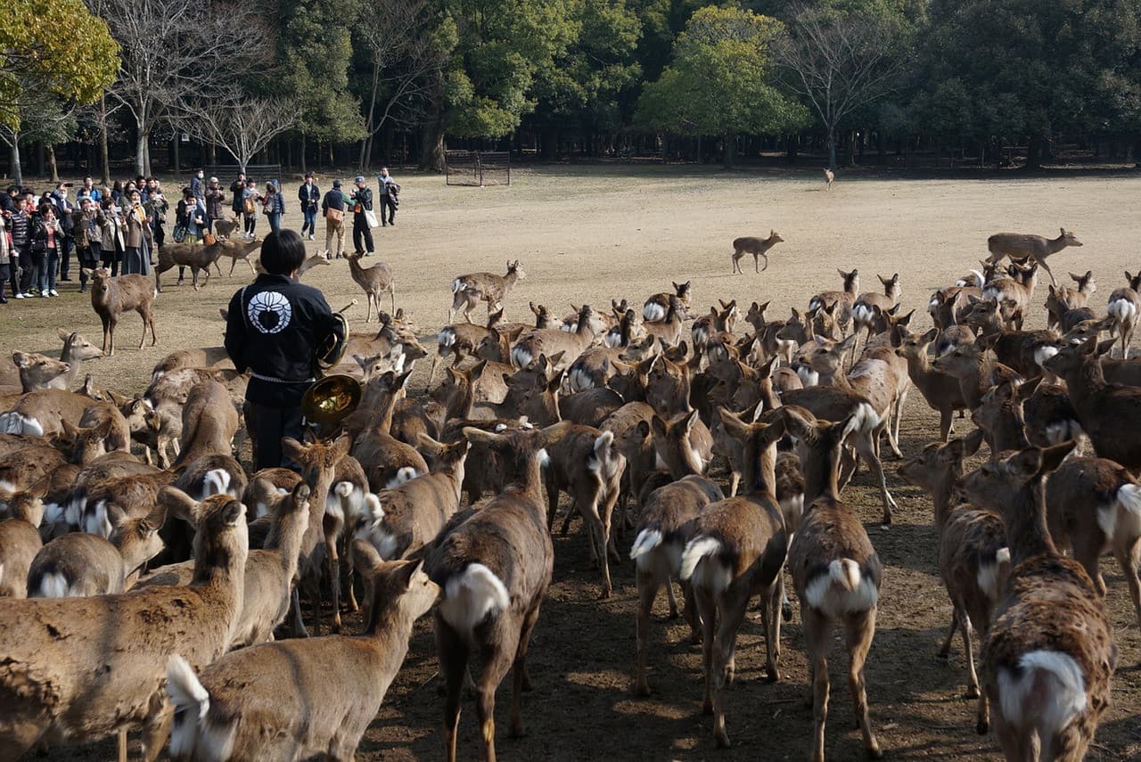 Nara Tour from Kyoto - image 2