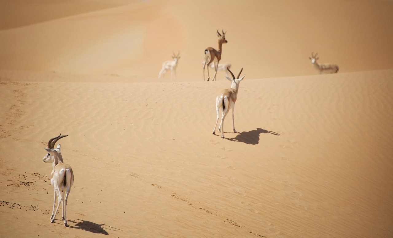 Dubai Desert Conservation Reserve Tour - image 2