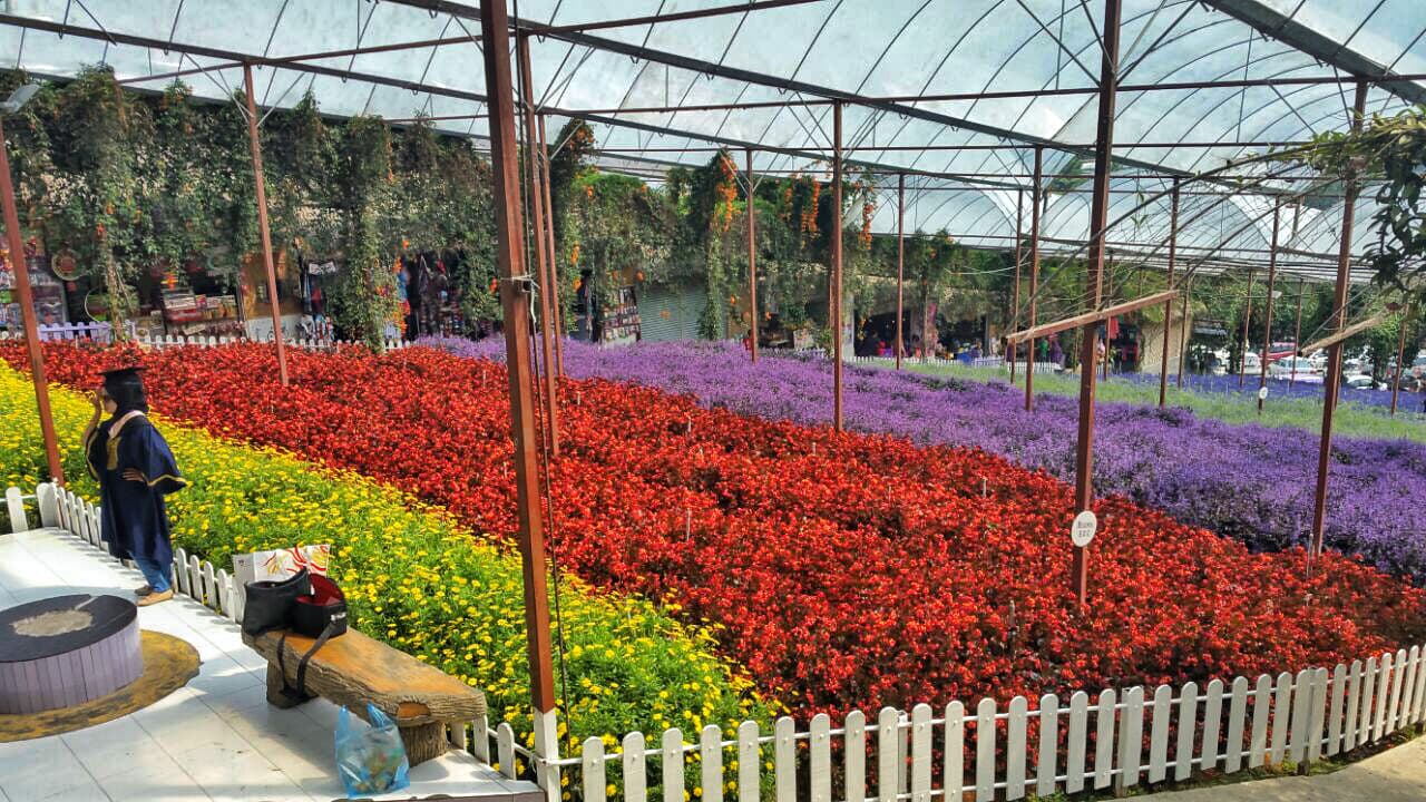 Cameron Highlands Tour from Kuala Lumpur - image 13