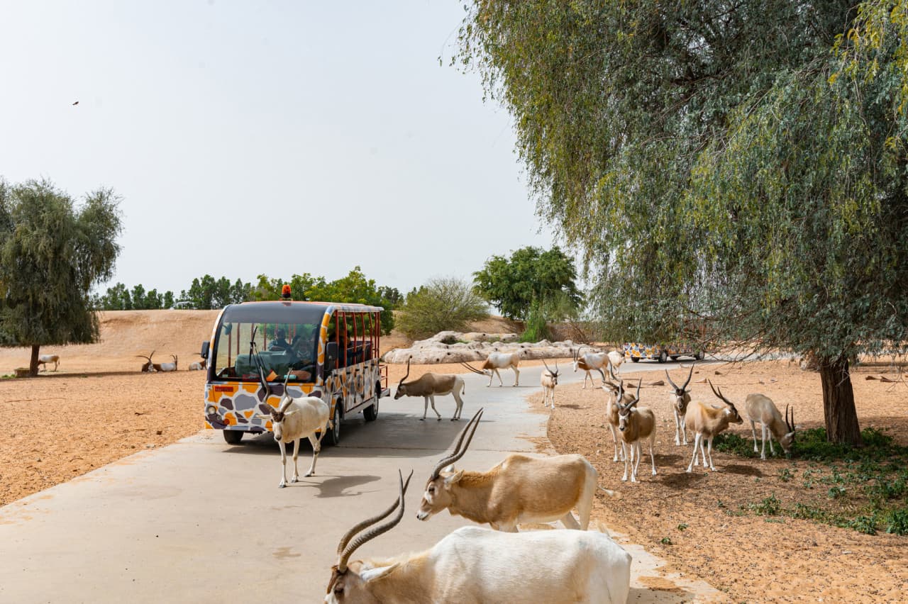Dubai Safari Park Ticket - image 4