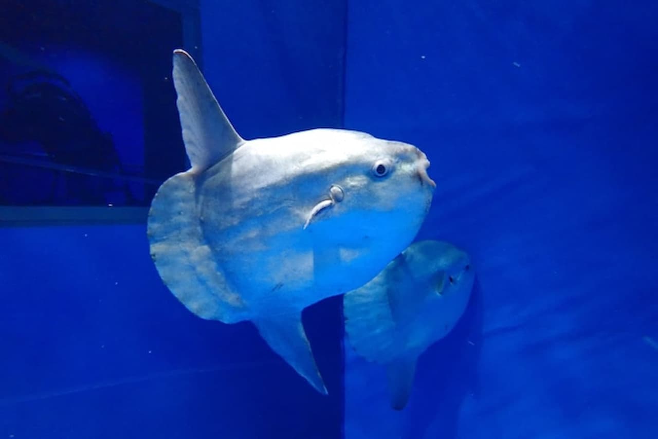 Entrada para Aqua World Ibaraki Prefectural Oarai Aquarium - imagen 3