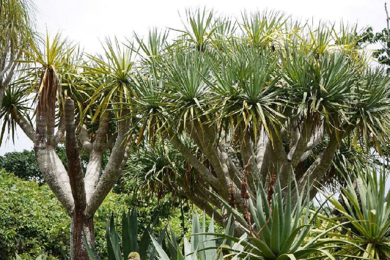 Okinawa Southeast Botanical Gardens - image 9