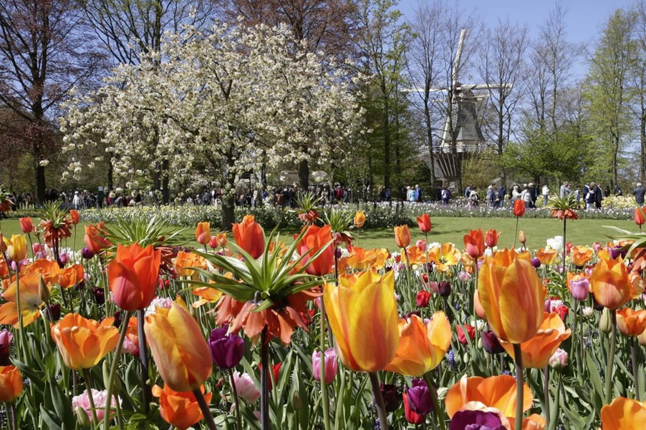 Keukenhof Gardens Ticket with Round Trip Bus Transfer from Amsterdam - image 10