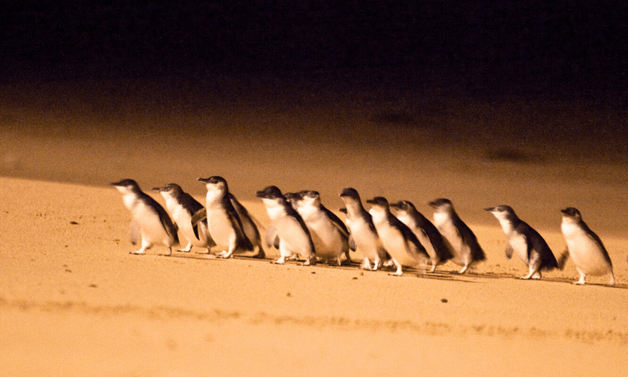 Penguins Express Tour from Melbourne - image 10