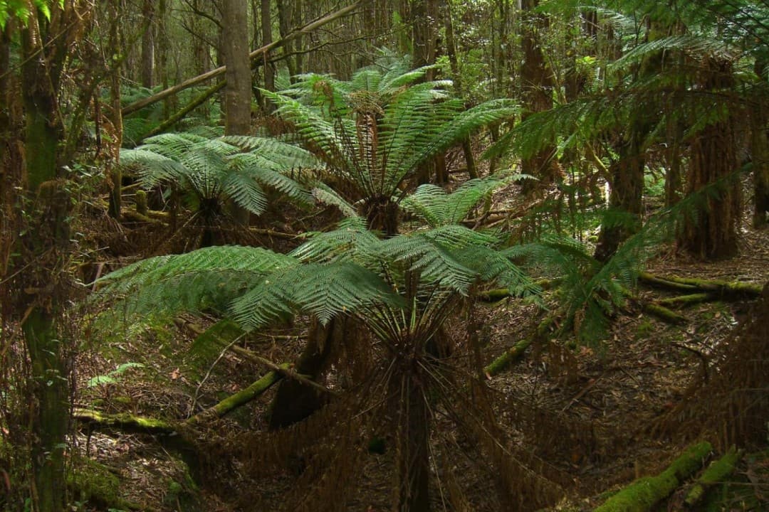 Russell Falls Tour from Hobart - image 10
