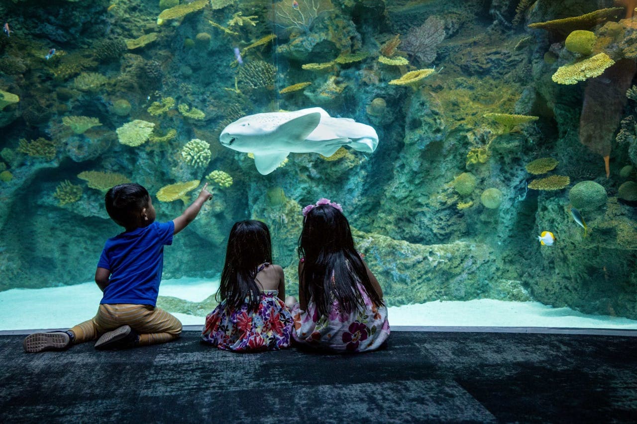 Seattle Aquarium Ticket - image 3