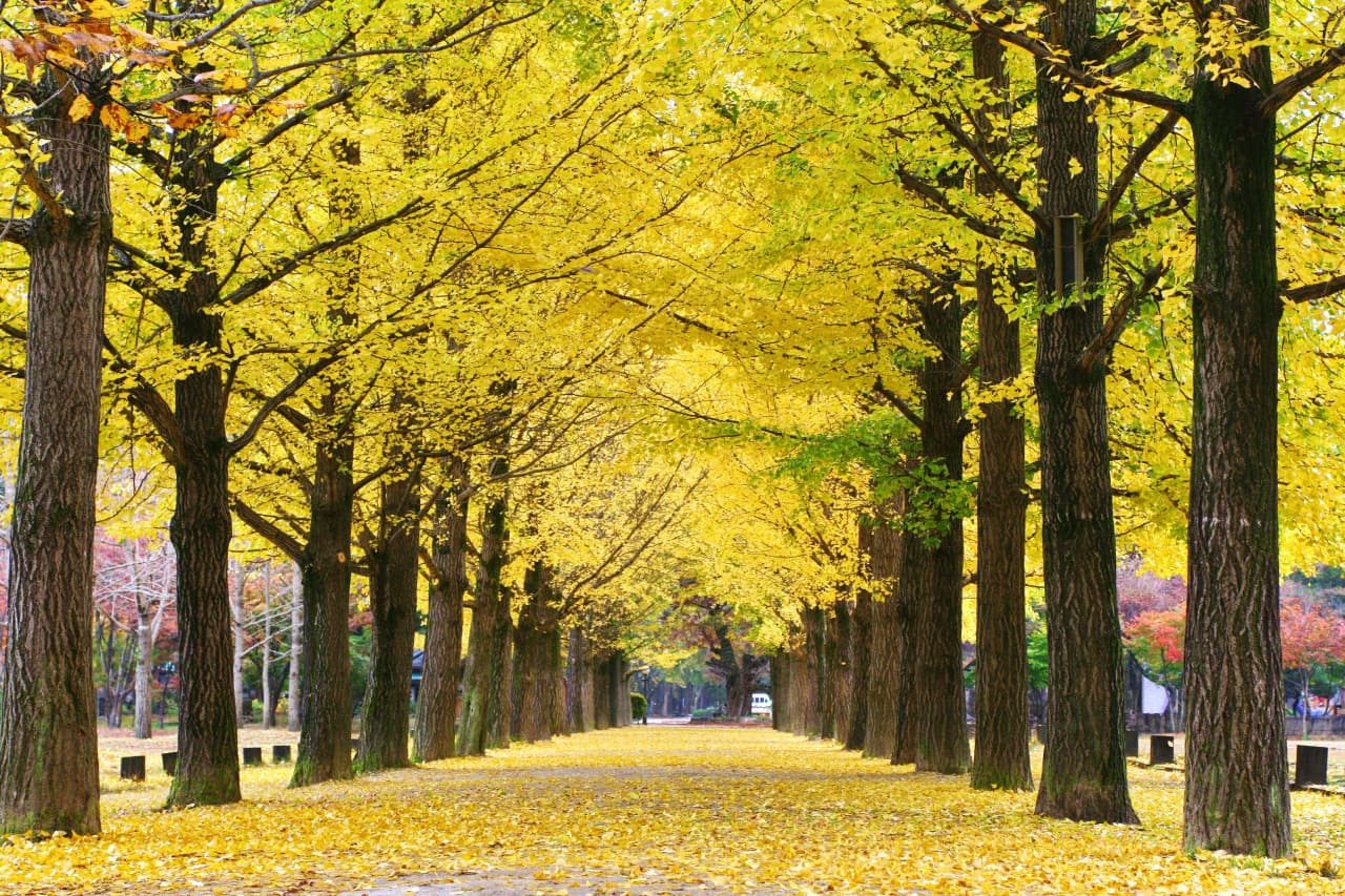 Nami Island Shuttle Bus Transfers from Seoul - main image