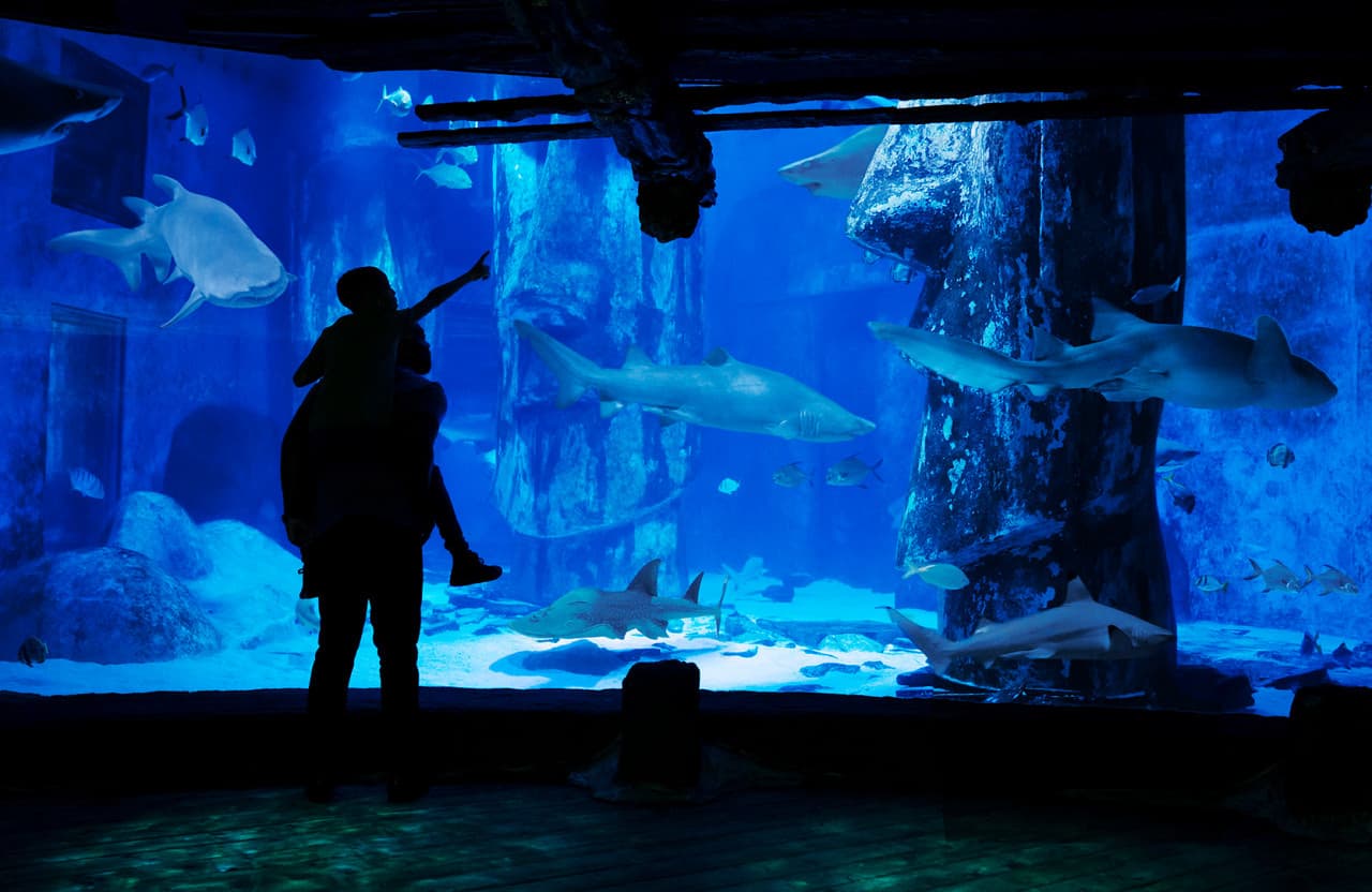 COMBO: Madame Tussauds London + SEA LIFE London Aquarium Ticket - image 11