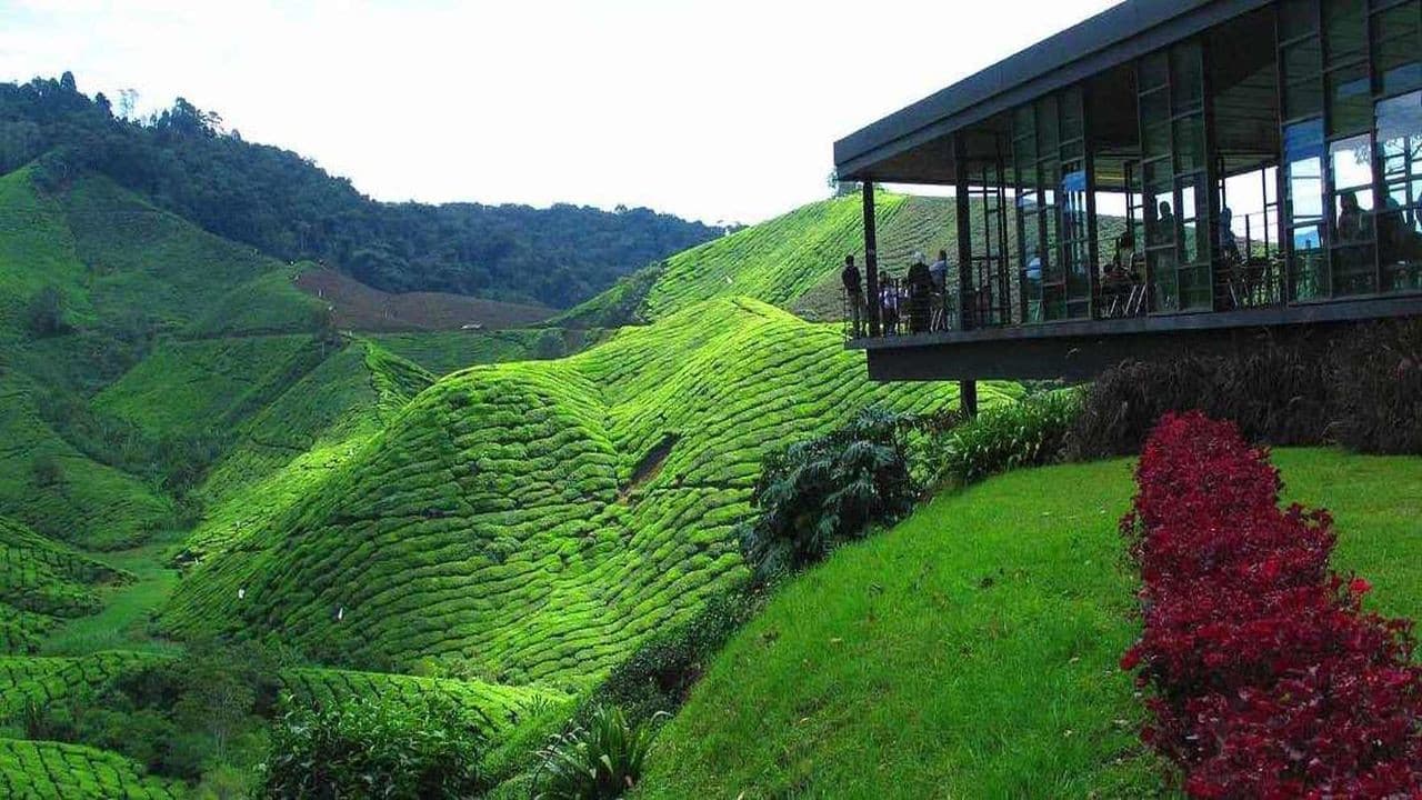Tour a Cameron Highlands desde Kuala Lumpur - imagen 2