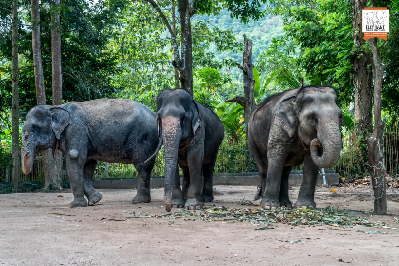 Elephant Jungle Sanctuary Koh Samui - image 4