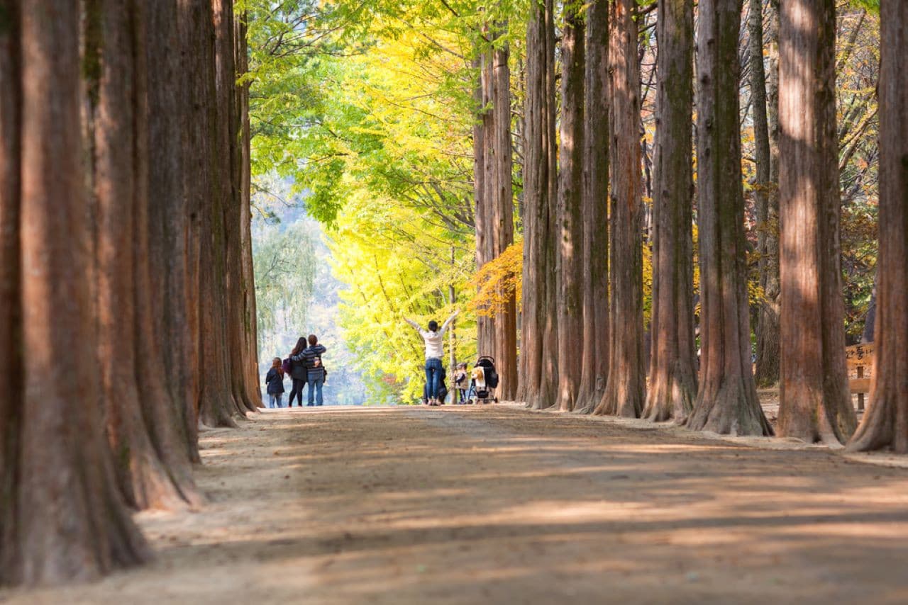 Alpaca World, Nami Island, and Garden of Morning Calm Tour from Seoul - 이미지 15