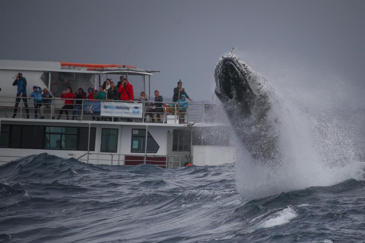 Sydney Whale Watching Cruise with Breakfast or Lunch with Sydney Princess Cruises - image 9
