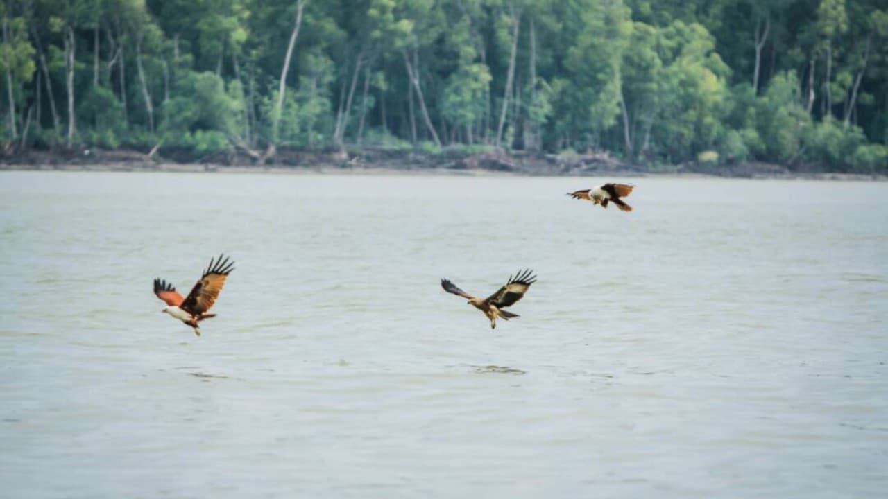Eagle Watching Experience in Kuala Selangor - main image