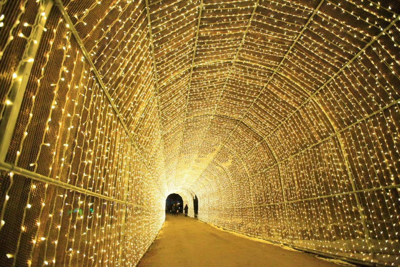 Alpaca World, Nami Island, and Garden of Morning Calm Tour from Seoul - 이미지 11