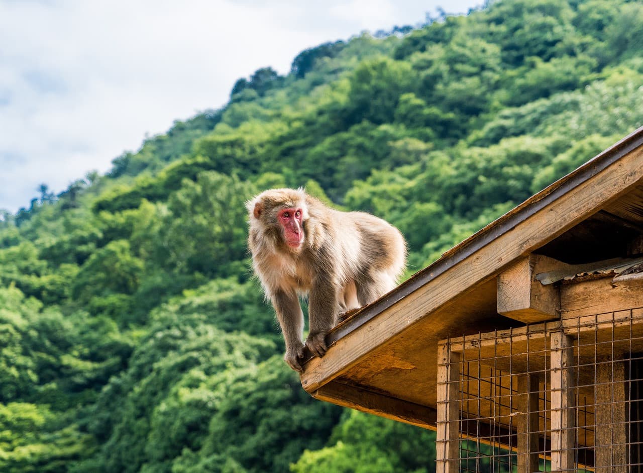 Sagano Bamboo Grove and Arashiyama Half-Day Walking Tour - image 6