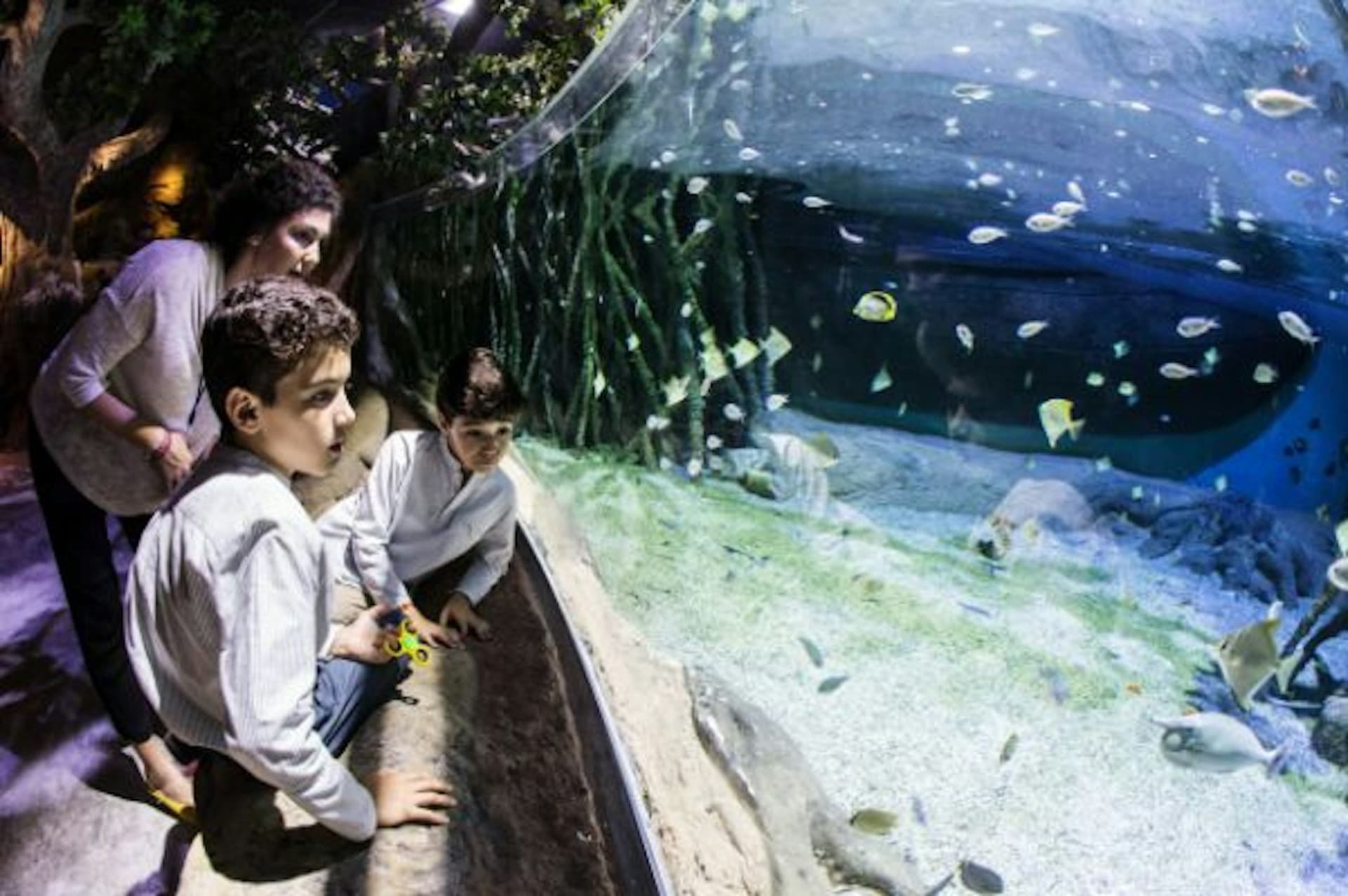 Seville Aquarium Ticket - image 14