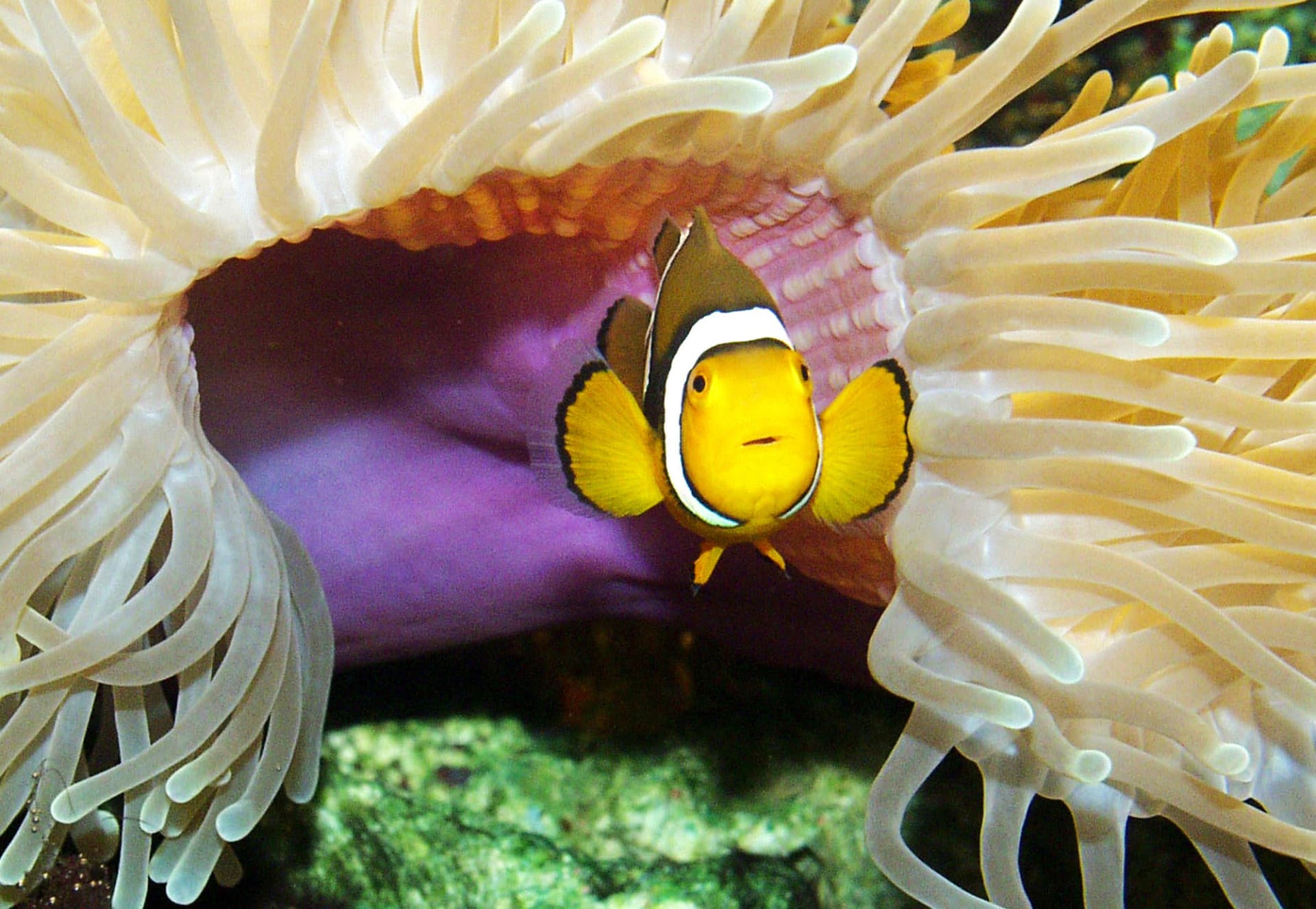 SEA LIFE Timmendorfer Strand Aquarium Ticket - imagen 12