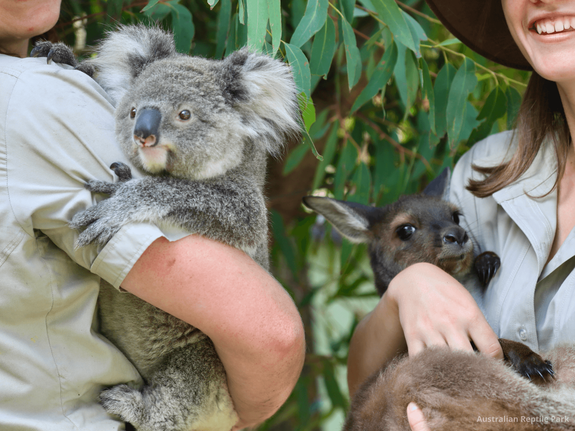 Australian Reptile Park - image 21