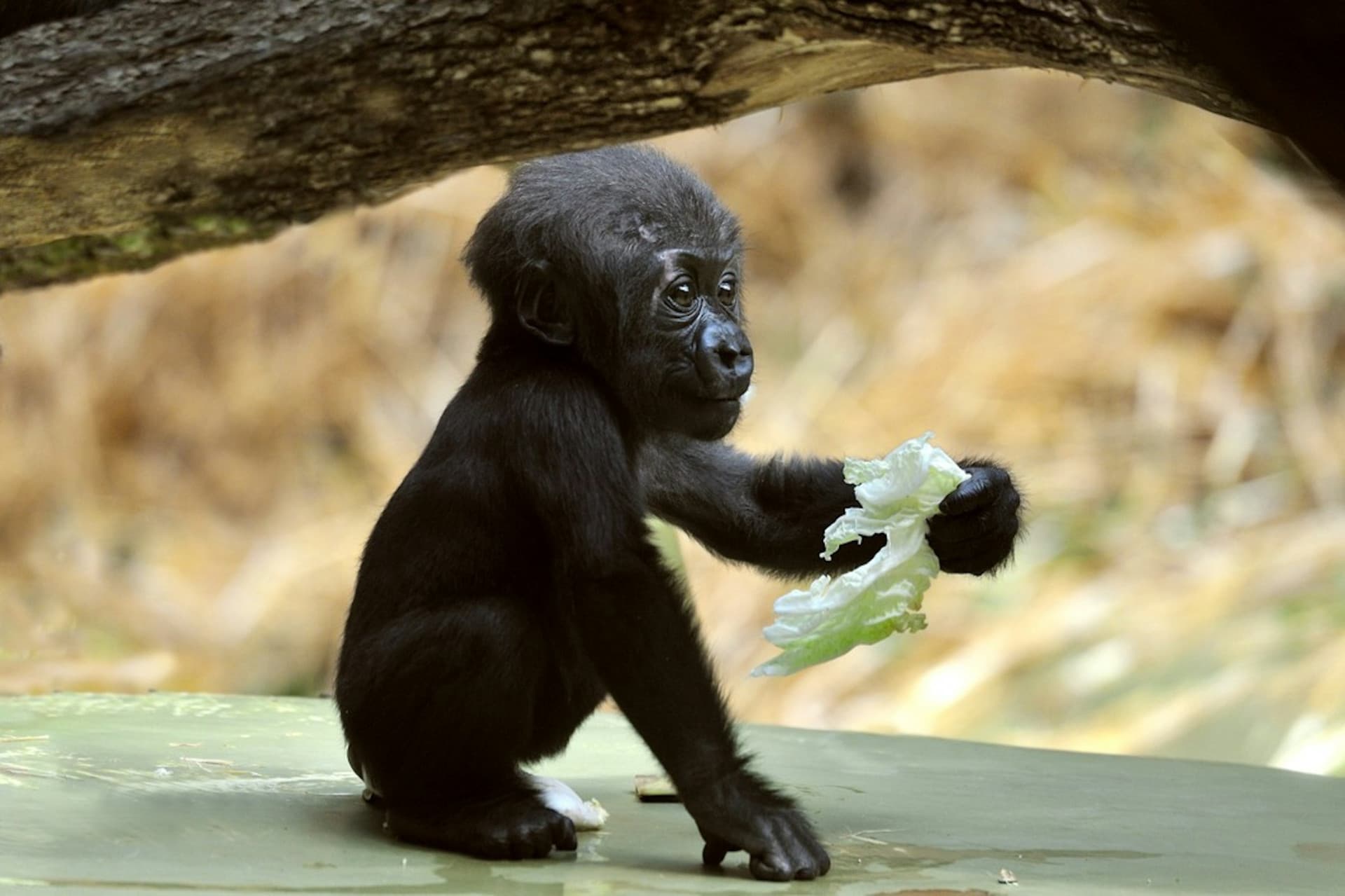 Cologne Zoo & Aquarium Ticket - image 9