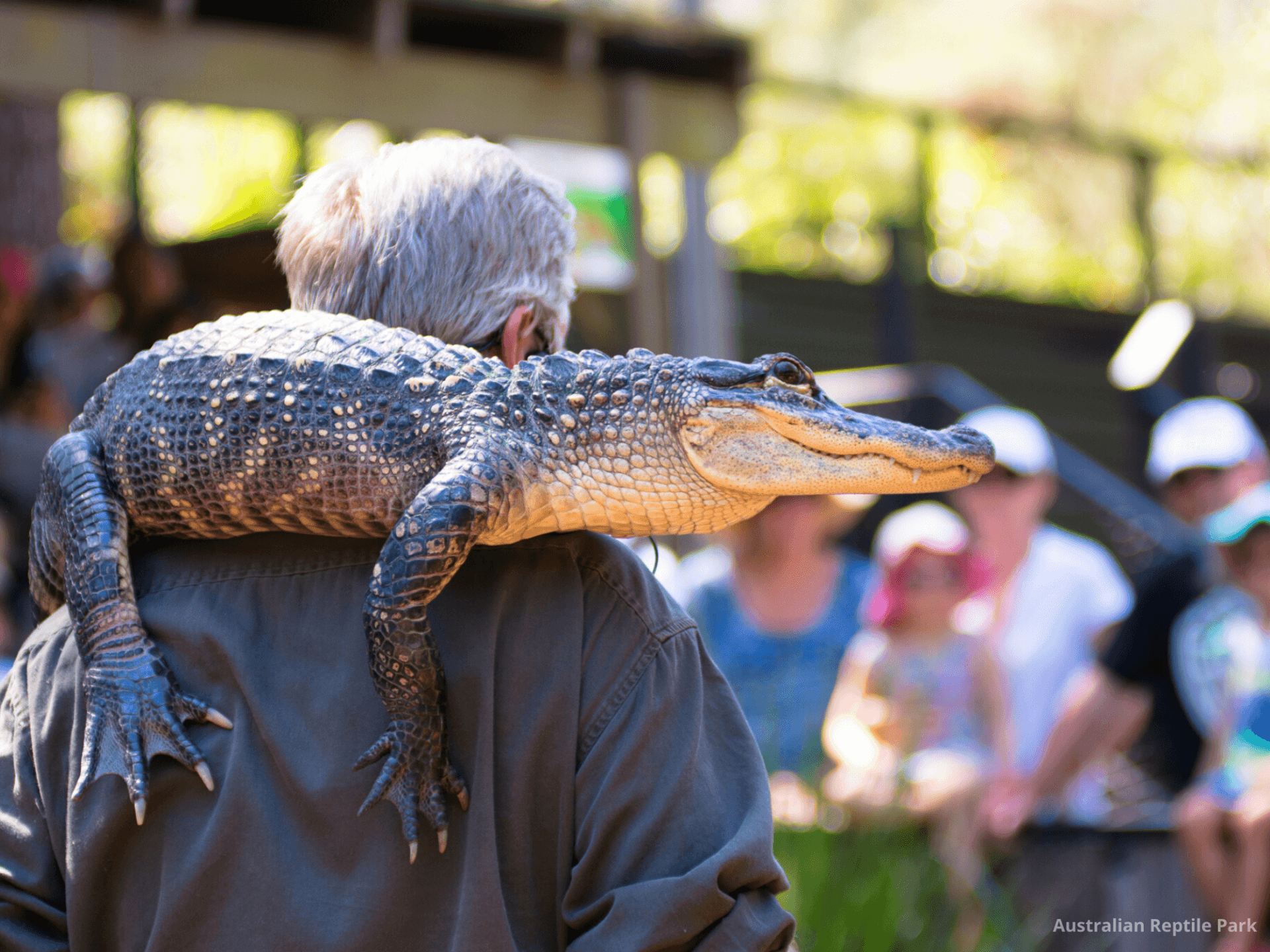 Australian Reptile Park - main image