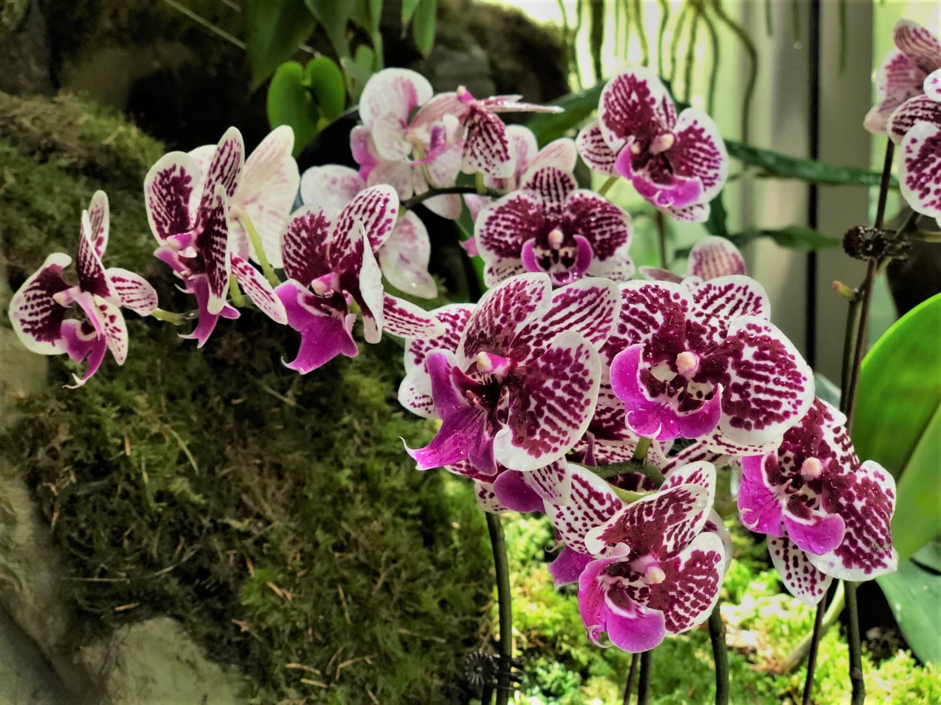 COMBO: Gardens by the Bay + National Orchid Garden Ticket - image 7