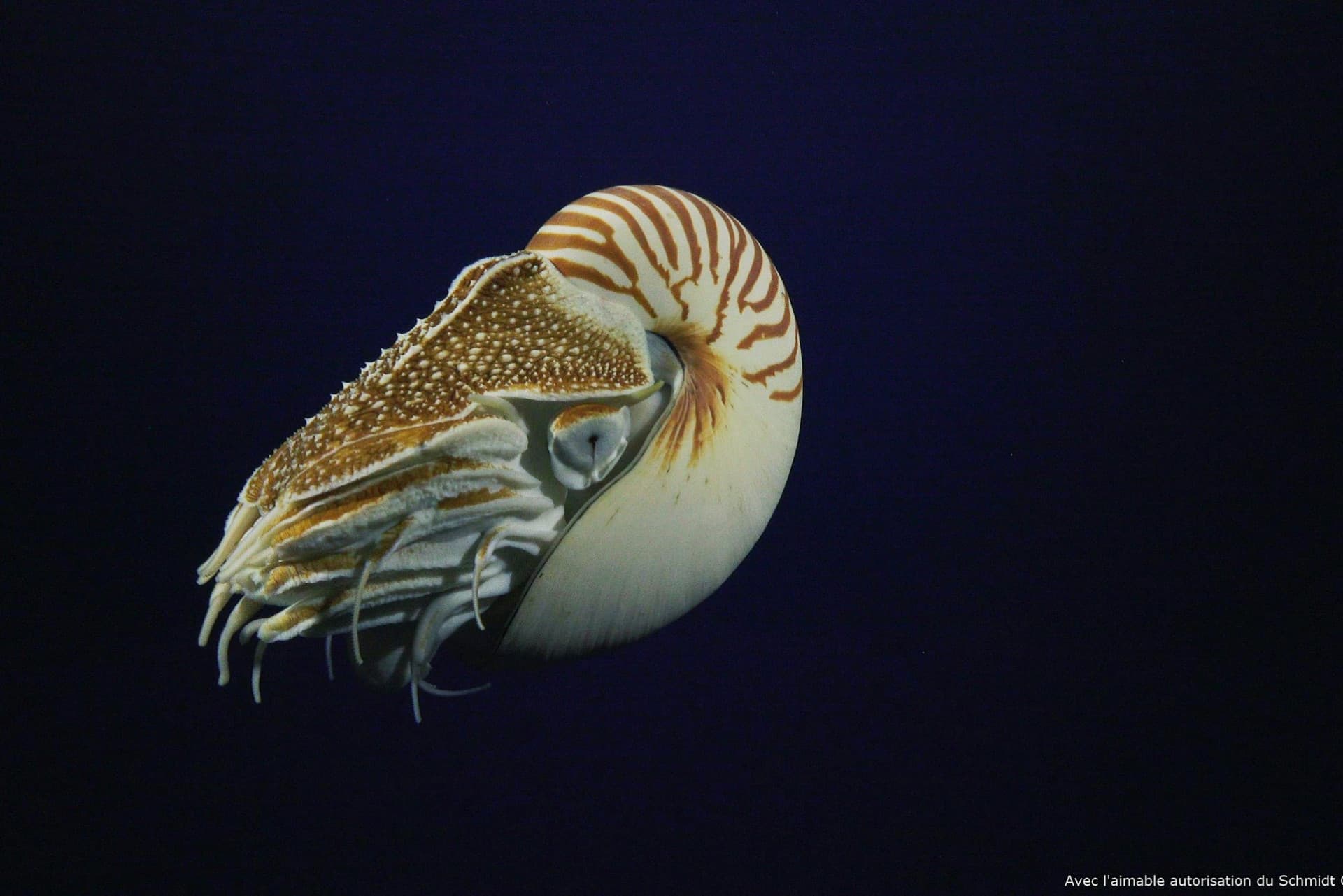 Nausicaa: Skip The Line Ticket - image 22