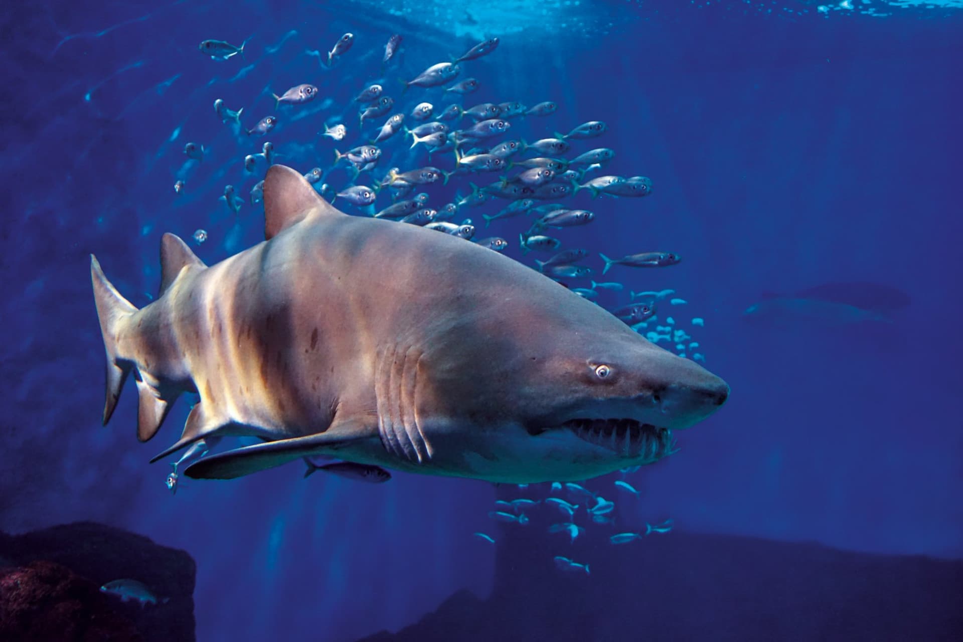 세비야 아쿠아리움 입장권 - 이미지 7