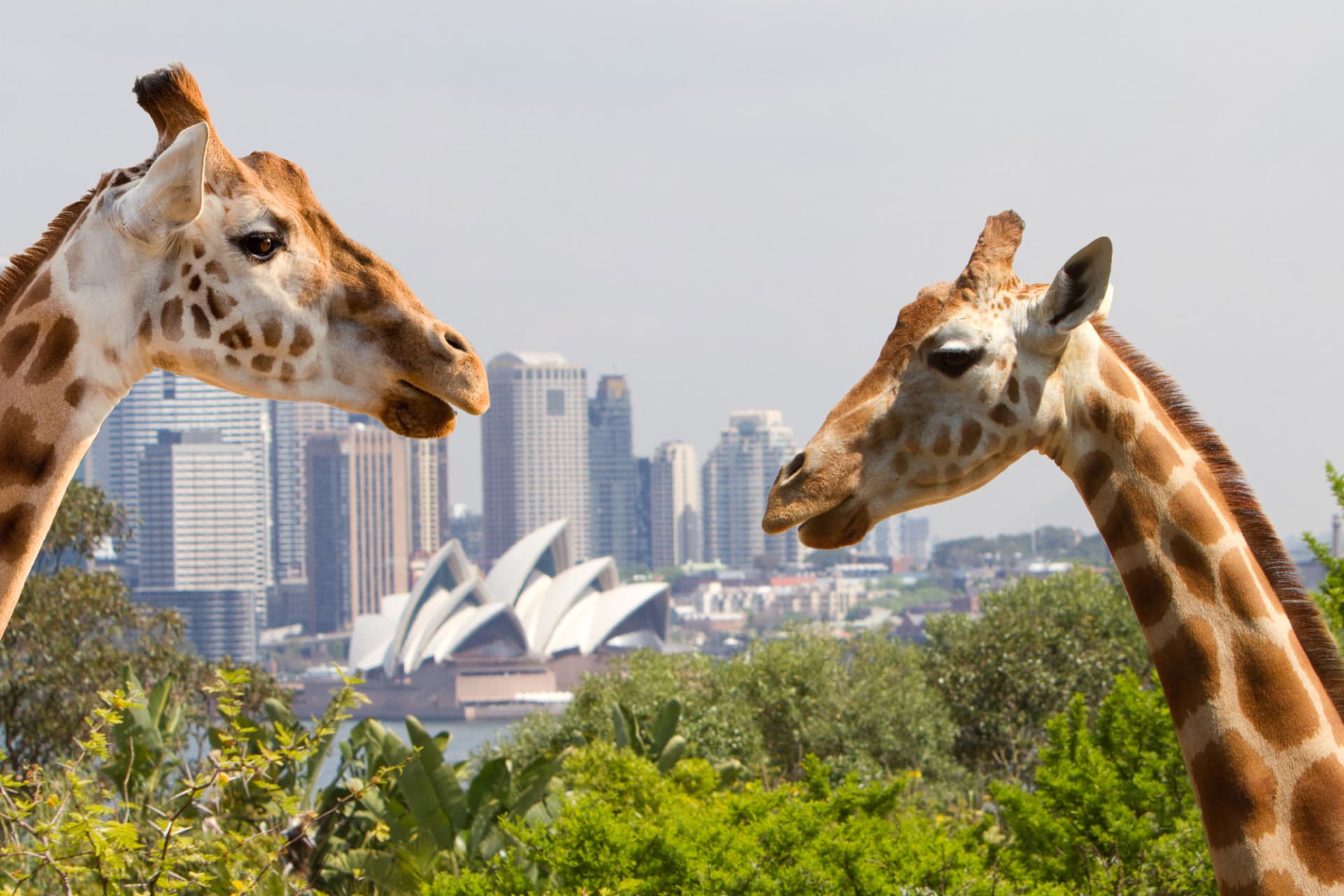 Go City Sydney Essentials Pass: 3 Attractions - image 5