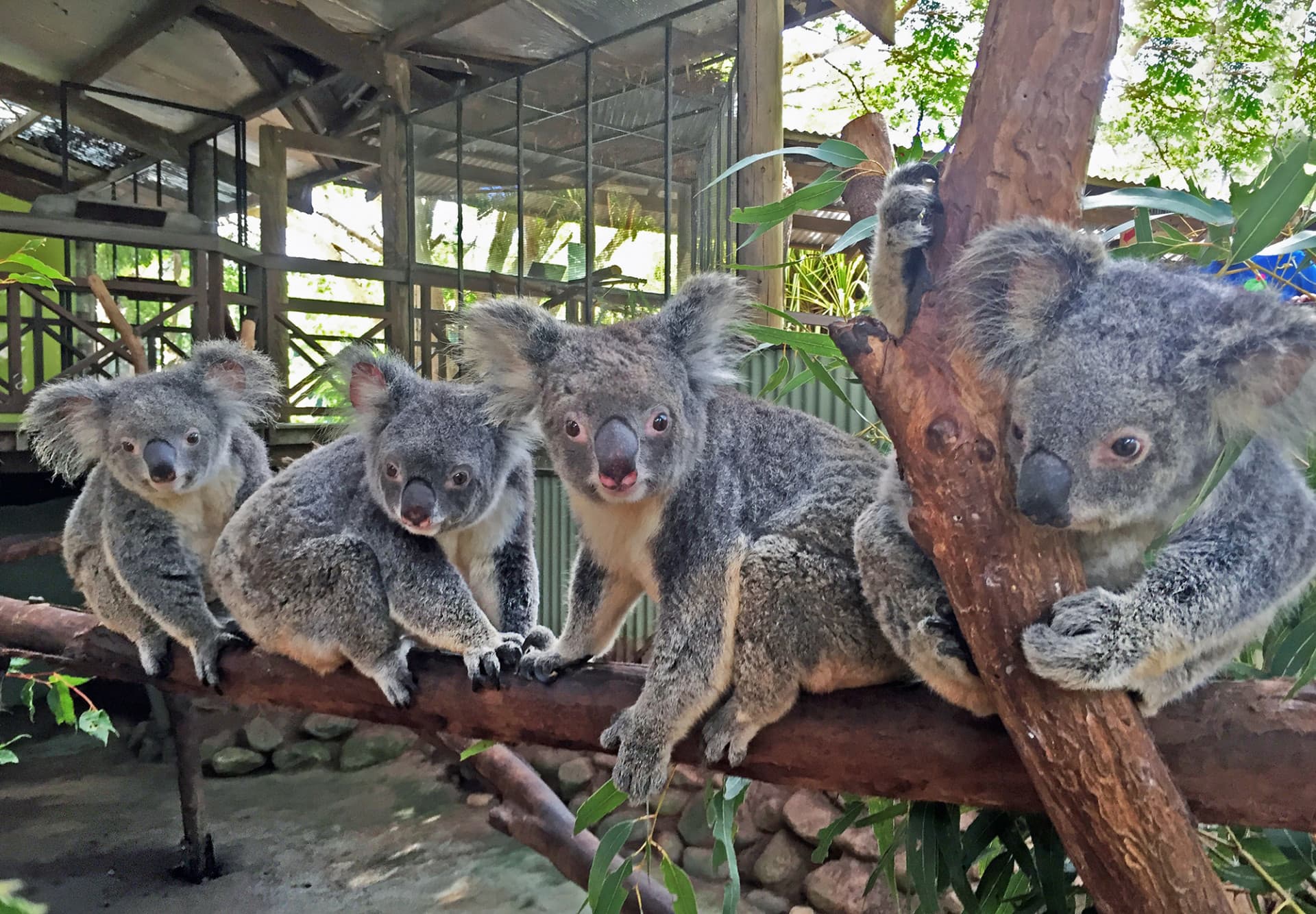 Kuranda Rainforestation Nature Park Full-Day Tour from Cairns with Skyrail Rainforest Cableway - image 11