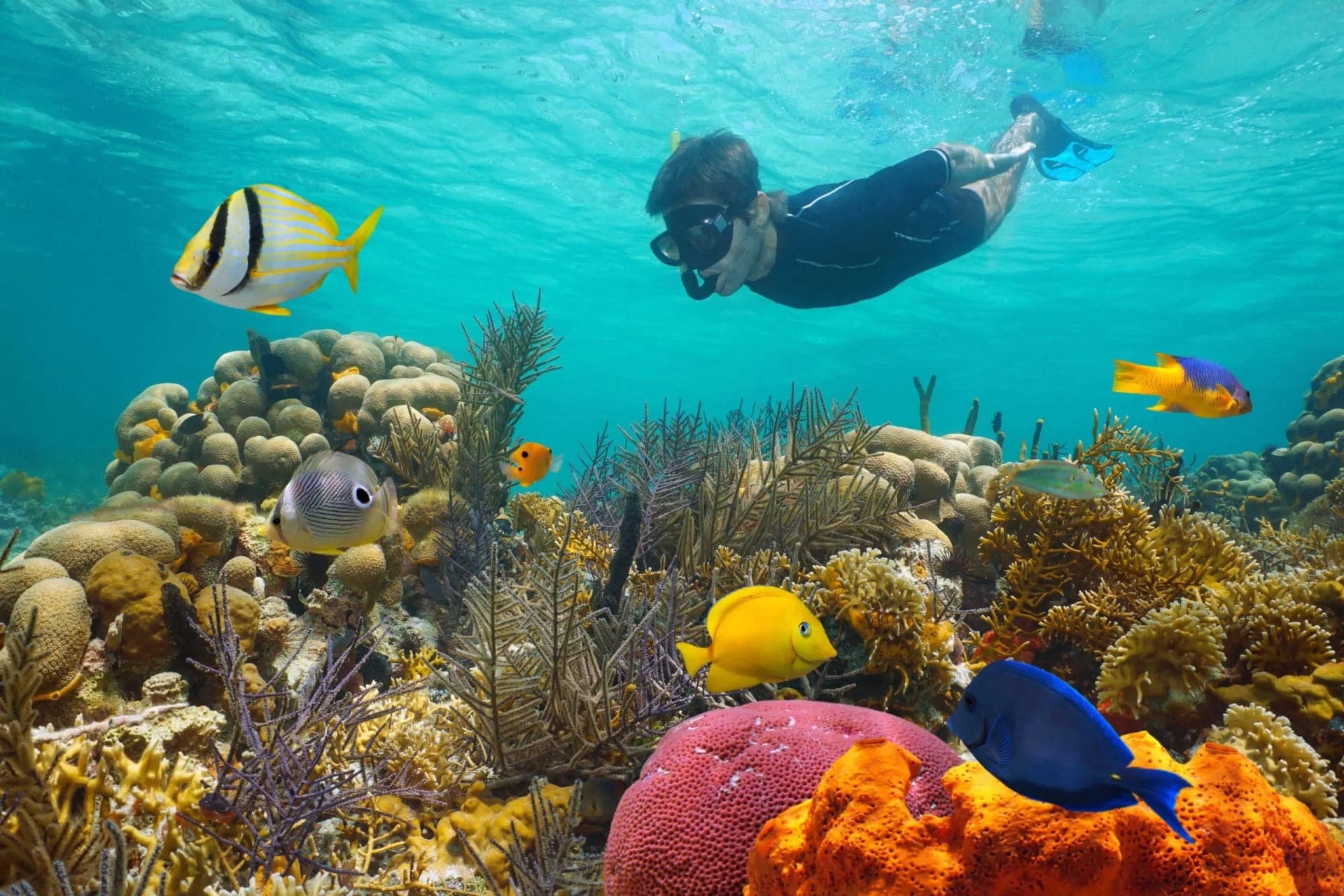 Key West: Dolphin Watching Cruise + Snorkeling + Drinks - image 2