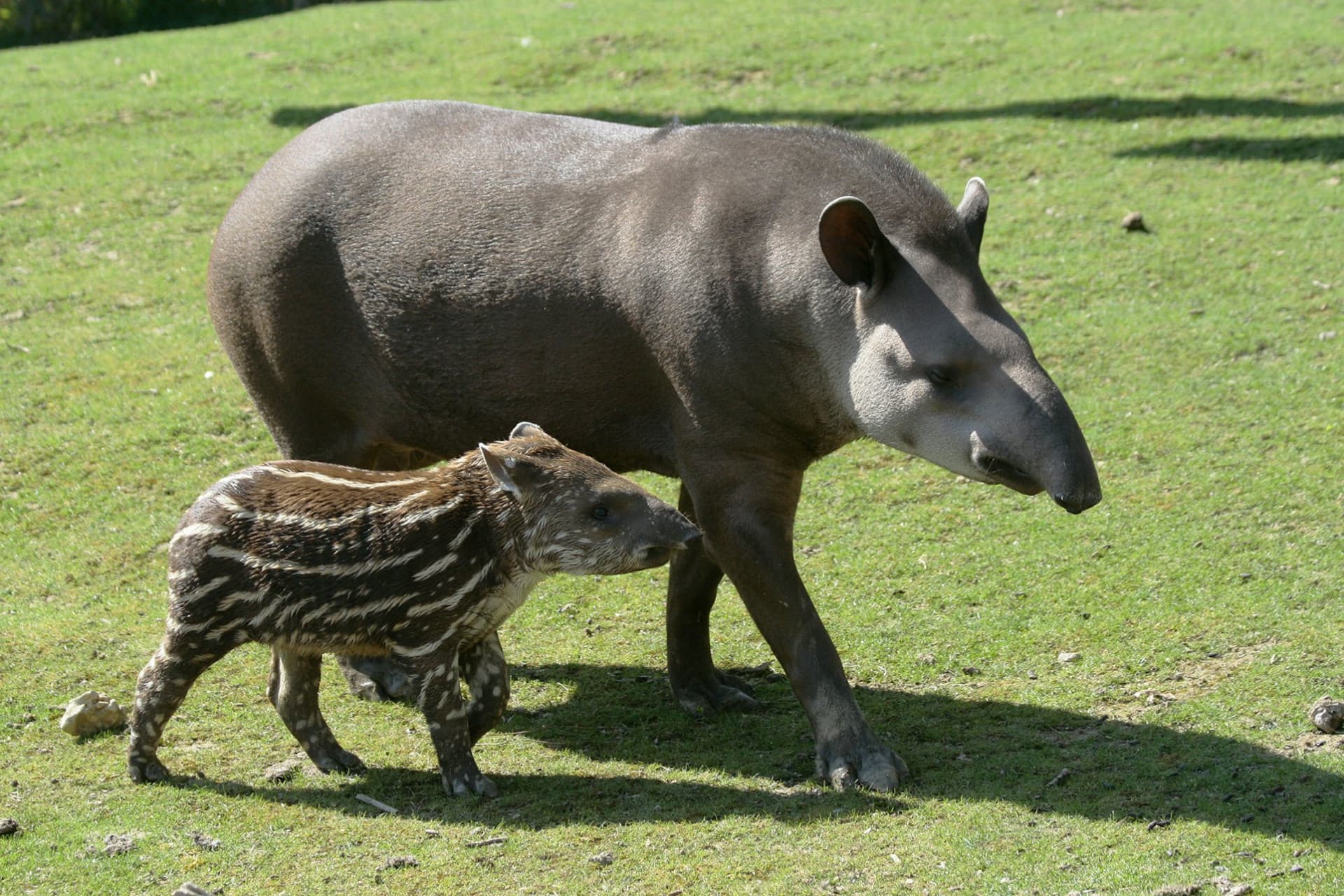 ZooParc de Beauval Ticket - image 9