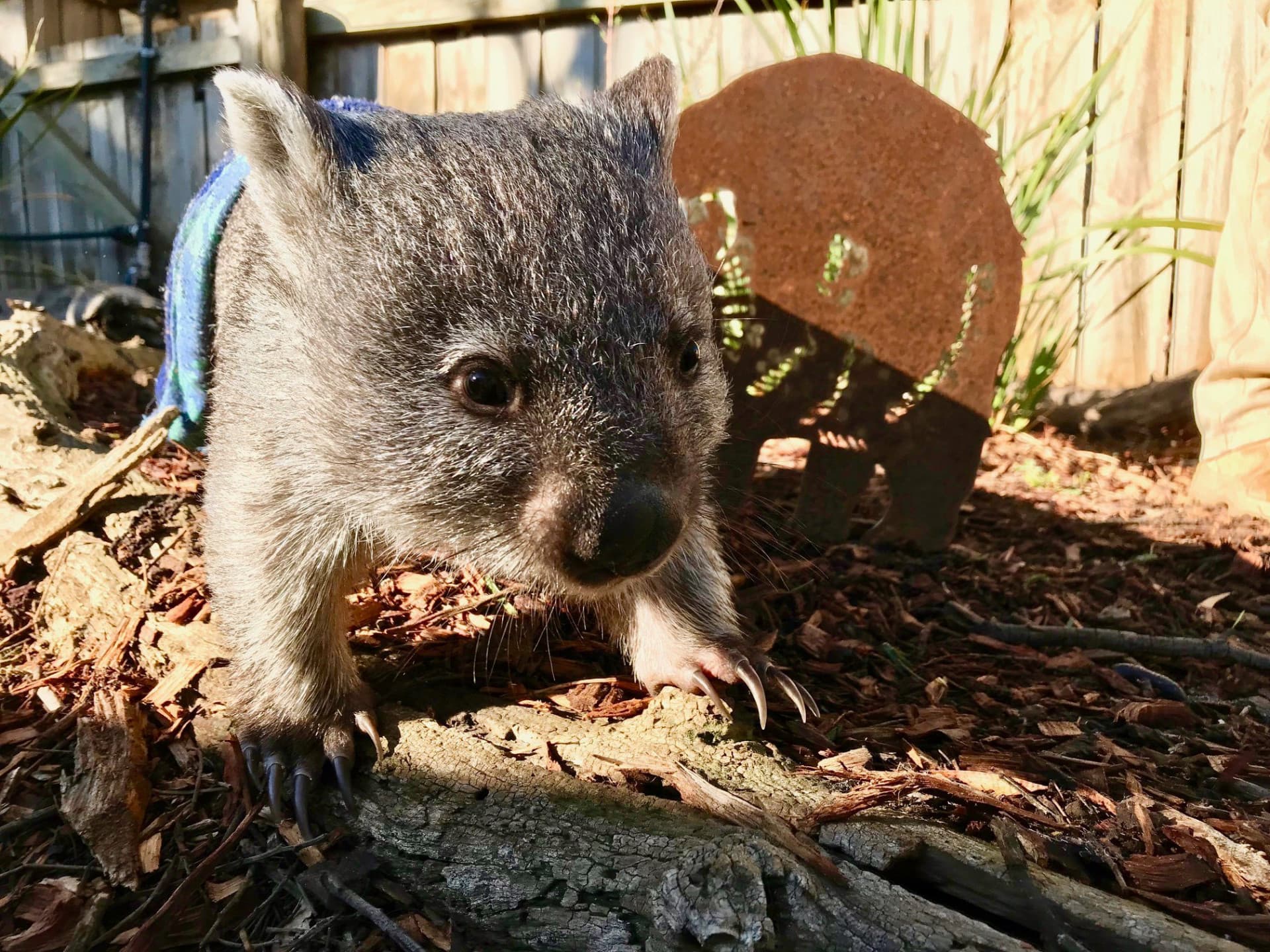 Bonorong Wildlife Sanctuary and Hobart City Tour - imagen 20